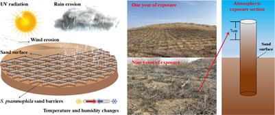 Natural Deterioration Processes of Salix psammophila Sand Barriers in Atmospheric Exposure Section